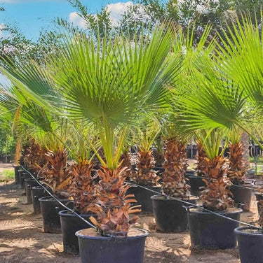 Washingtonia Robusta